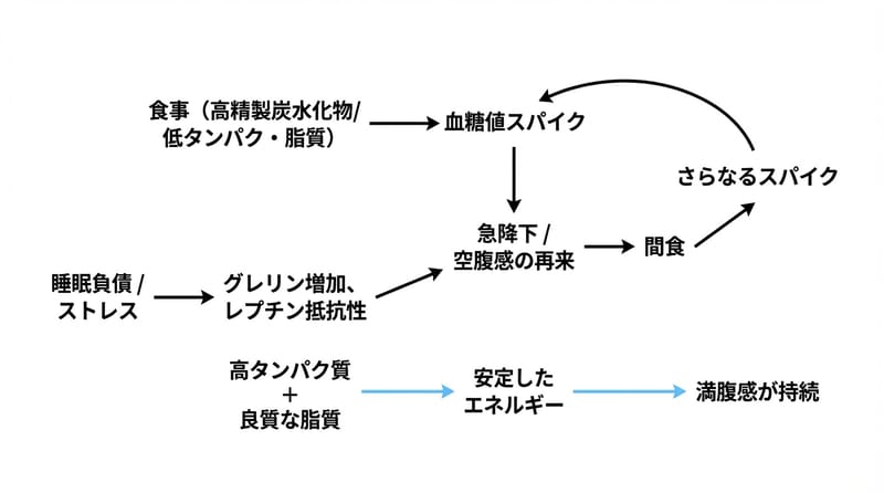 画像案（中段）：空腹ホルモンと血糖の“再点火”ポイント